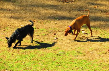 iki köpek parkında oynayan.