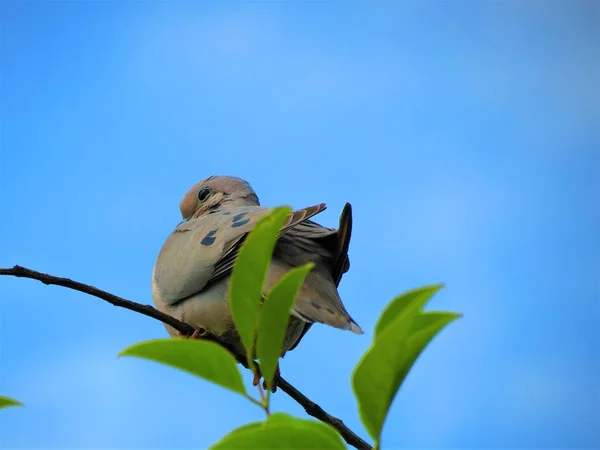 Eared Dove Torcaza Pigeon Zenaida Auriculata — стоковое фото