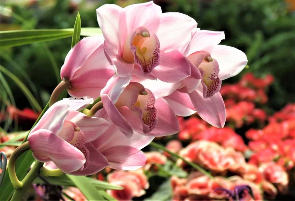 Schöne Orchideenblüten Orchideengewächse — Stockfoto