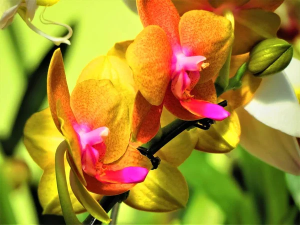 Schöne Orchideenblüten Orchideengewächse — Stockfoto