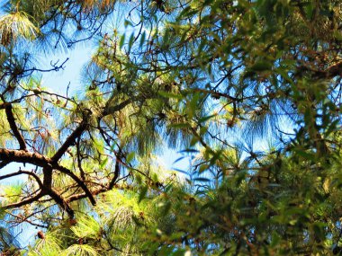 Araucaria ağaç dalları (Araucaria iğde).