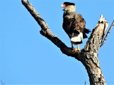 Güney tepeli caracara (Caracara plancus).