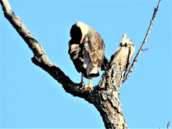 Sydkråka Caracara Plancus — Stockfoto