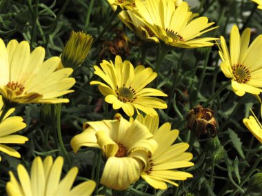 Güzel sarı papatya veya Arctotis çiçek.