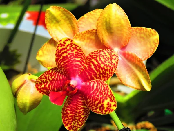 Schöne Orchideenblüten Orchideengewächse — Stockfoto