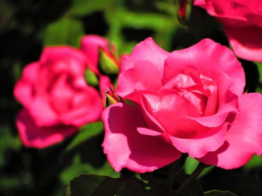 güzel pembe Gül çiçek.