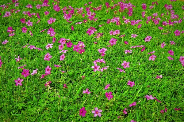 紫の花の美しいフィールド — ストック写真