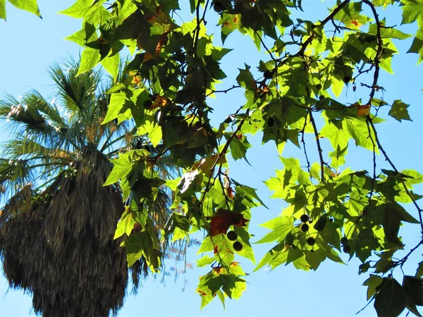 Branch Leaves Seeds Platanus Tree Plane Tree — Stock Photo, Image