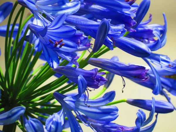 Agapanthus Flower Lily Nile African Lily — Stock Photo, Image
