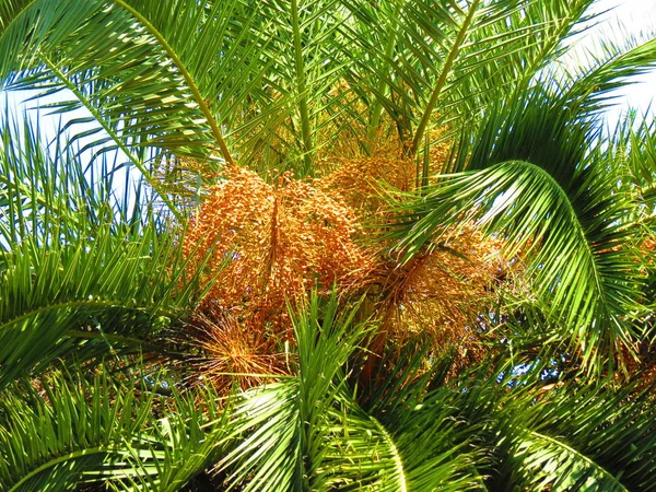 Syagrus Romanzoffiana Queen Palm Fruits — Stock Photo, Image