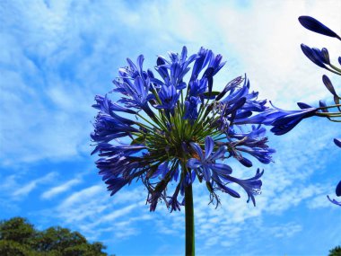 Agapanthus çiçeği veya Lily of Nile (Afrika Lily).