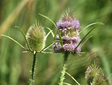 Teasel - Dipsacus fullonum çiçek.