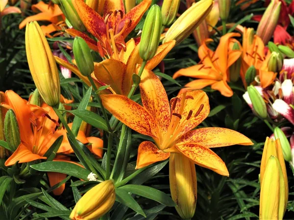 Orange Daylily Flowers Hemerocallis Lilioasphodelus — Stock Photo, Image
