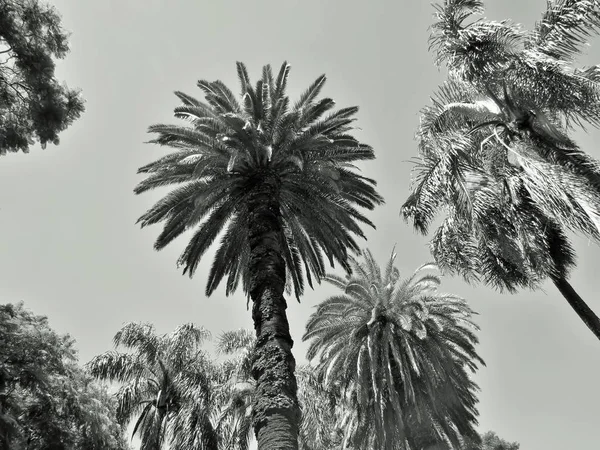 Landscape Palm Trees — Stock Photo, Image