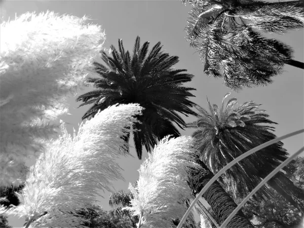 Landscape Palm Trees Pampas Grass — Stock Photo, Image
