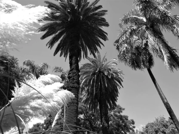 Landscape Palm Trees Pampas Grass — Stock Photo, Image