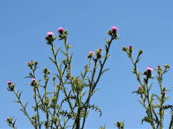 Квіткова Рослина Carduus — стокове фото