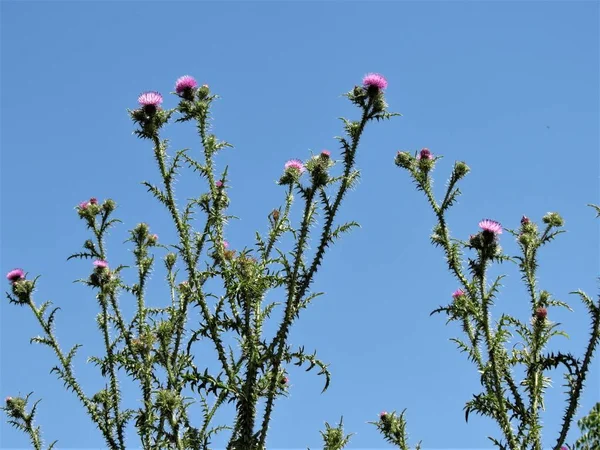 Flowering Plant Carduus — Stock Photo, Image