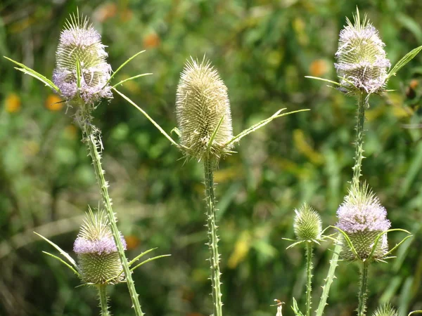 Teasel Flor Dipsacus Fullonum — Foto de Stock