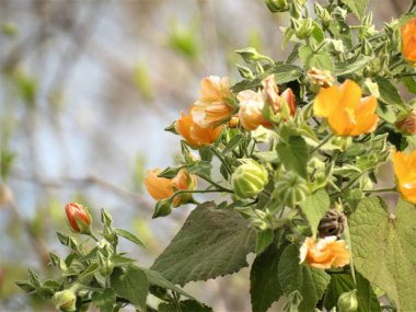 Abutilon Grandifolium veya kıllı Hint ebegümeci.