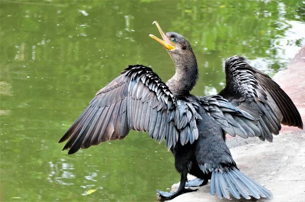 Nagy Kárókatona Madár Phalacrocorax — Stock Fotó