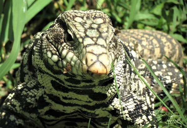 Tegu Tupinambis Tegus Habitat Naturale — Foto Stock