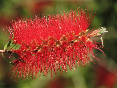 Bottlebrush veya Callistemon Citrinus bitki (Melaleuca citrina).