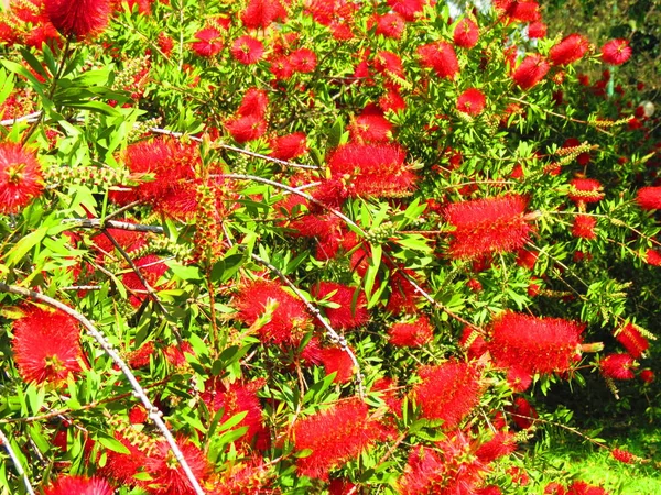 Spazzola Callistemon Citrinus Pianta Melaleuca Citrina — Foto Stock