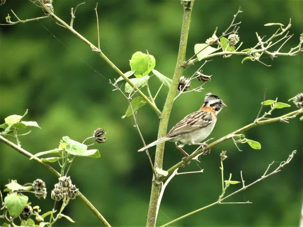 Rufous Elfik Sparrow Zonotrichia Capensis — Zdjęcie stockowe