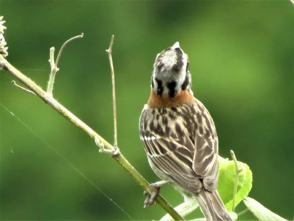 Rufous Guler Sparrow Zonotrichia Capensis — Fotografie, imagine de stoc