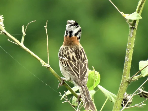 Rödbrun Collared Sparrow Zonotrichia Capensis — Stockfoto