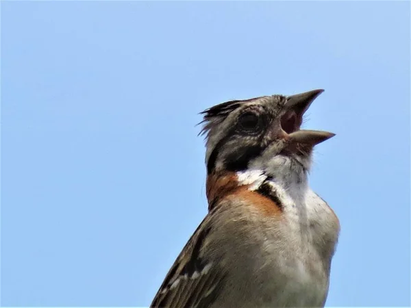 Rödbrun Collared Sparrow Zonotrichia Capensis — Stockfoto