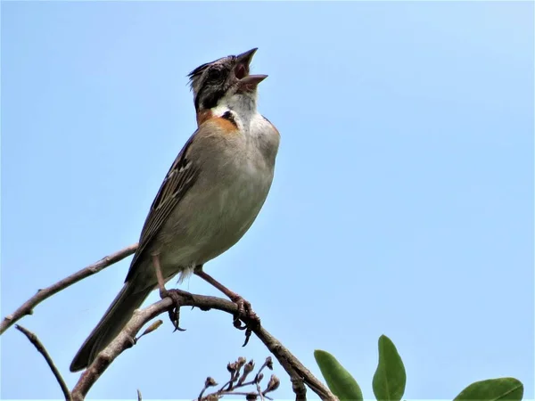 Rufo Gorrión Cuello Zonotrichia Capensis — Foto de Stock