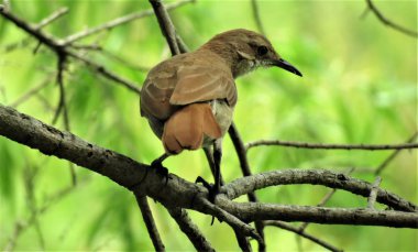 Kızılca Hornero kuş (Furnarius rufus).