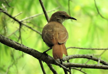 Kızılca Hornero kuş (Furnarius rufus).