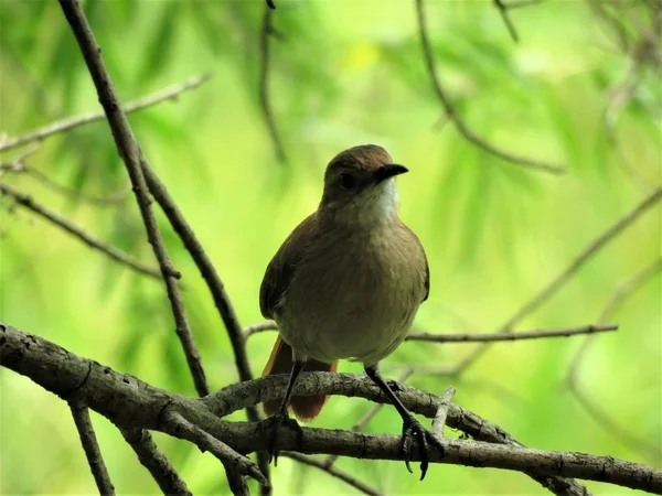 Pájaro Rufo Hornero Furnarius Rufus — Foto de Stock