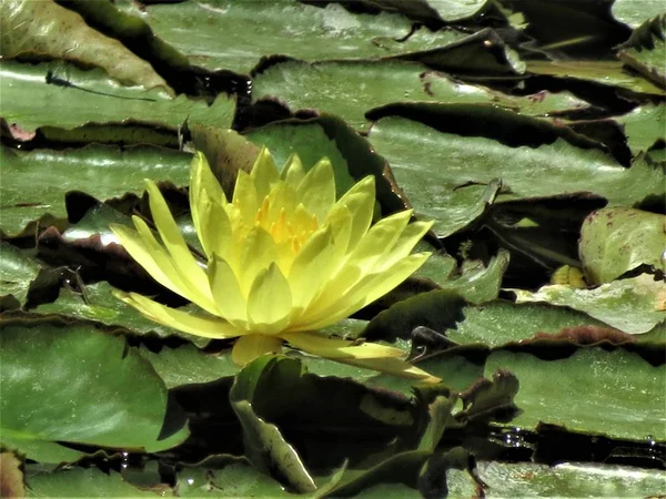 Yellow Lotus Flower Nelumbo Nucifera — Stock Photo, Image