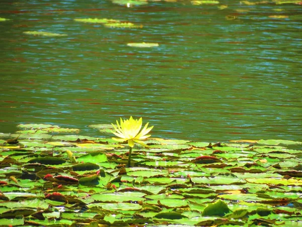 Gelbe Lotusblüte Nelumbo Nucifera — Stockfoto