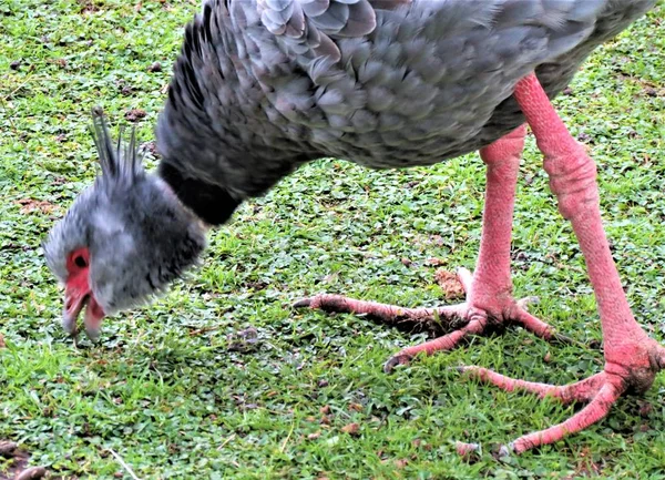 Güney Screamer Kuşu Chauna Torquata — Stok fotoğraf