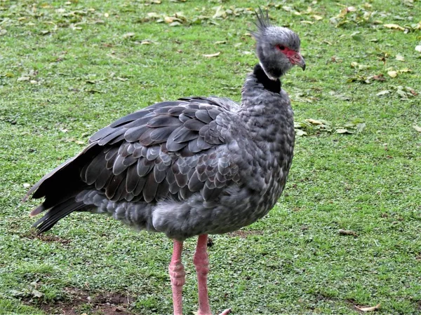 Csája Madár Chauna Torquata — Stock Fotó