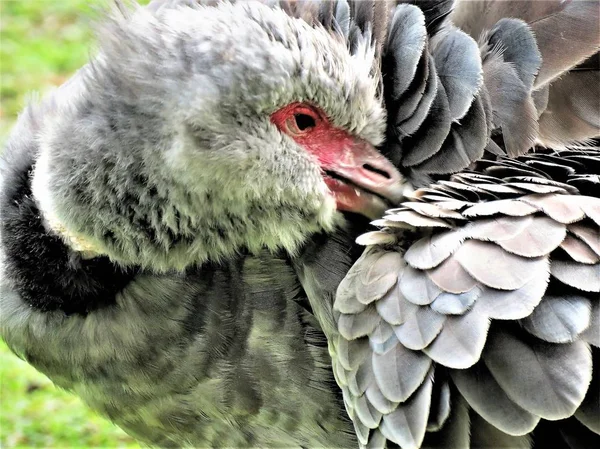 Oiseau Hurleur Sud Chauna Torquata — Photo