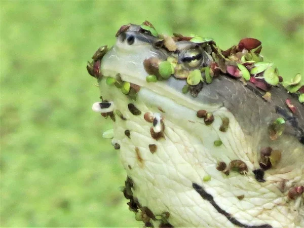 Kaplumbağası Portresi — Stok fotoğraf