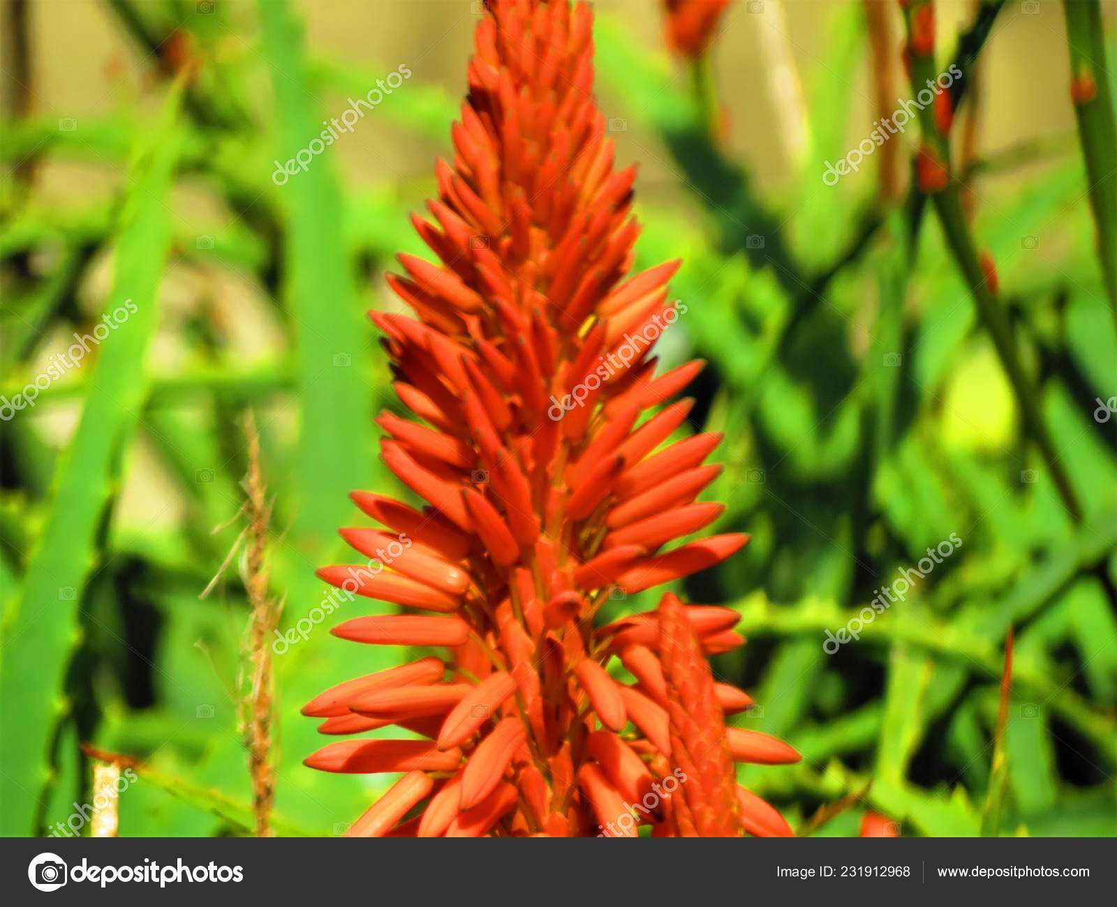 Aloe Vera Plant Bloom Stock Photo C Argru 231912968