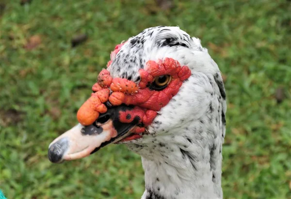 Pézsmakacsa Cairina Moschata Portré — Stock Fotó