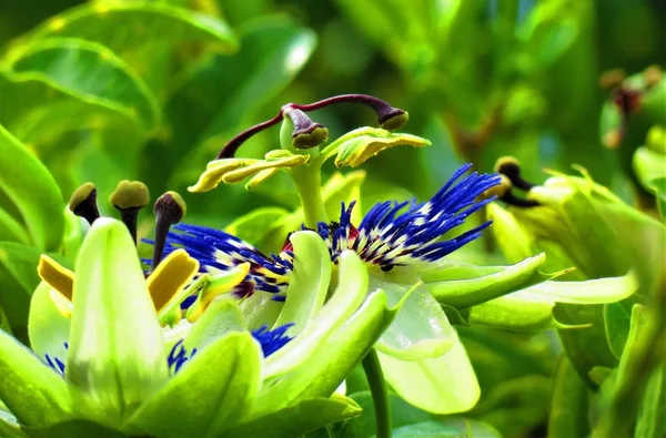 Fiore Passione Blu Passiflora Caerulea — Foto Stock