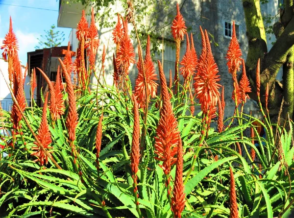 Pianta Aloe Vera Fiore — Foto Stock