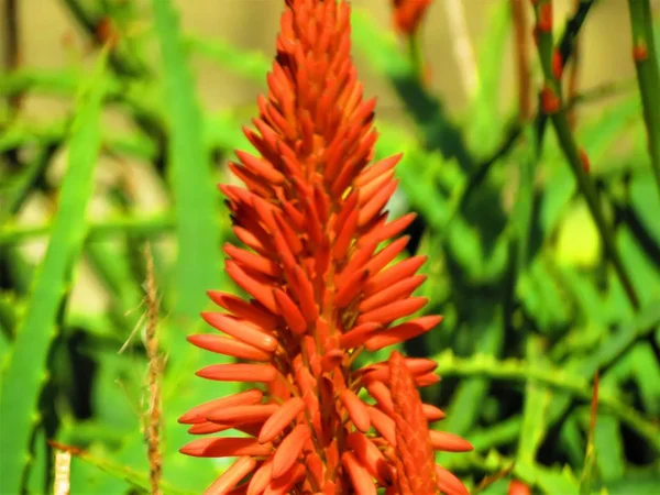 Pianta Aloe Vera Fiore — Foto Stock