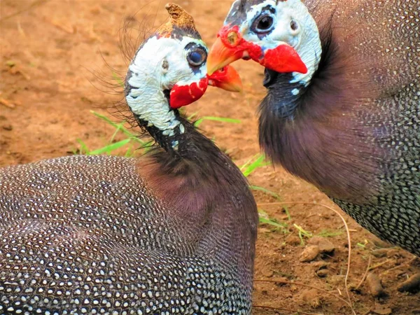 Miğferli Guineafowls Numida Destek — Stok fotoğraf