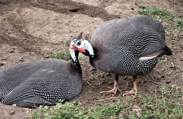 Guineafowls Com Capacete Numida Meleagris — Fotografia de Stock