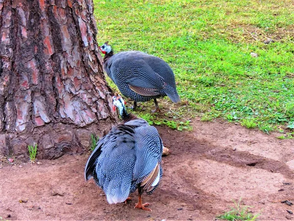 Helmeted Guineafowls Numida Meleagris — 스톡 사진